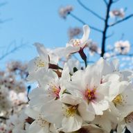 きょろろんさんのアイコン画像