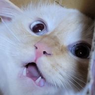 泪¯-るい¯-さんのアイコン画像