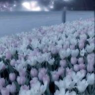 #海月さんのアイコン画像