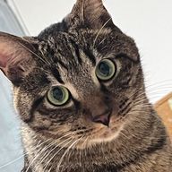 ちゅちゅんさんのアイコン画像