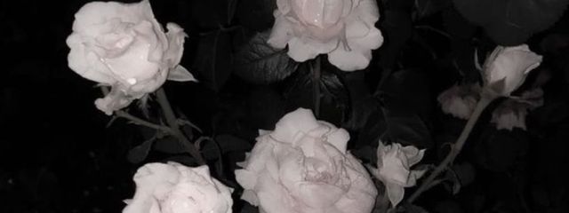 輪廻転生ちゃんさんの壁紙画像