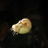 イワシさんのアイコン画像