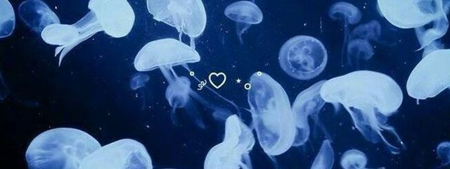 水母さんの壁紙画像