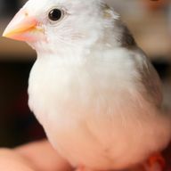 ただのカレーライスさんのアイコン画像