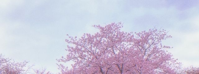 🌸Sakura🌸さんの壁紙画像
