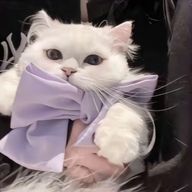 Nさんのアイコン画像