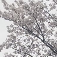 るりさんのアイコン画像