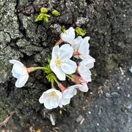 ざっそうさんのアイコン画像