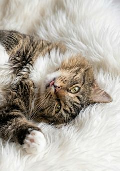 【21億円当選w】喋れるせいで捨てられた猫、今日から飼い主になってみた〜にゃんにゃんストーリー🐾〜