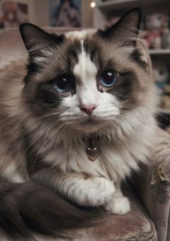 私の飼い猫は、いつでも重い