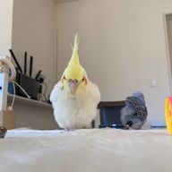 れんさんのアイコン画像