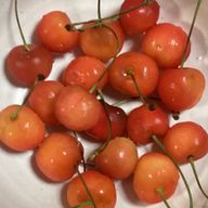 ふわふあフリルさんのアイコン画像