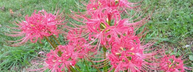 りんご🍎 @活動停止さんの壁紙画像