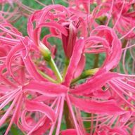 りんご🍎 @活動停止さんのアイコン画像