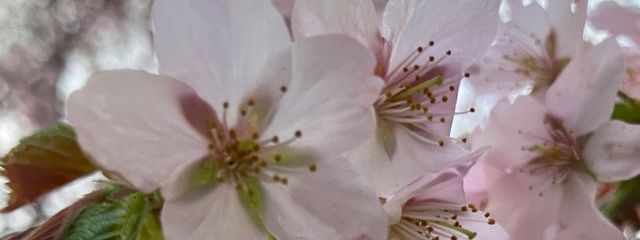 花弁さんの壁紙画像