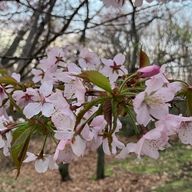 花弁さんのアイコン画像
