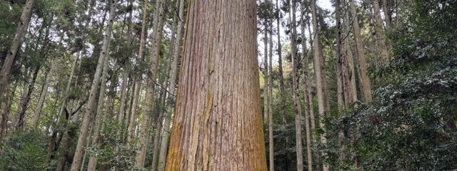 黒羽　美砂さんの壁紙画像