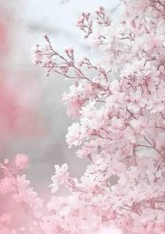 【sxxn】五片の護り華は “ 桜雲様  ” を守りたい 。