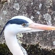 ちー　ヤチヨ推しさんのアイコン画像