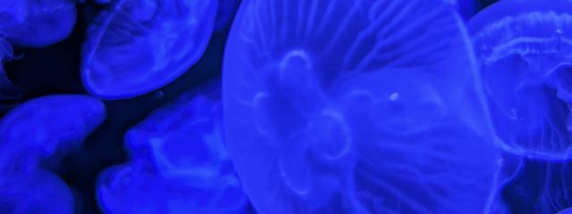 イカスミパスタさんの壁紙画像