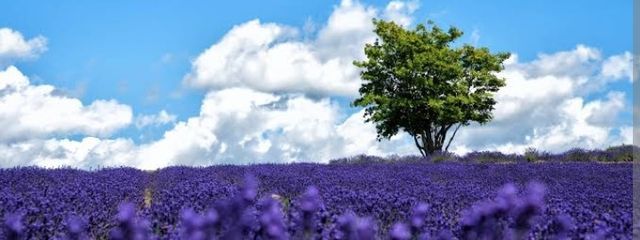 lavender♪さんの壁紙画像