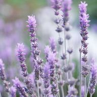 lavender♪さんのアイコン画像