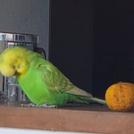 背黄青さんのアイコン画像