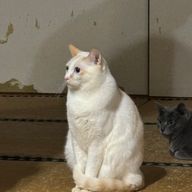 チョコレートフォンデュさんのアイコン画像