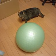 西瓜 †¿¿］†【休憩中？】さんのアイコン画像