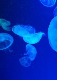 主が気分で話すだけ
