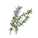 マスミンパスピス@偵察部隊