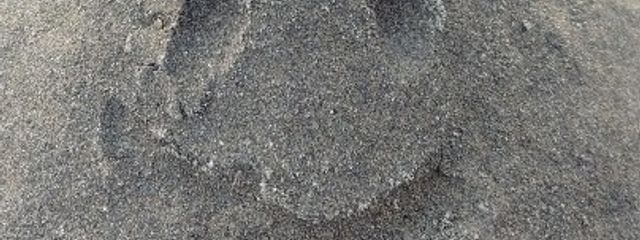 タルタルソースさんの壁紙画像