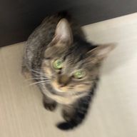 ブナEXさんのアイコン画像