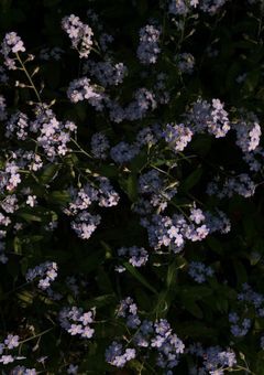 Aの肖像