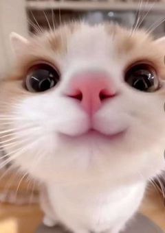 ٛ ٍ  ⩌⩊⩌ ٍ ٛ