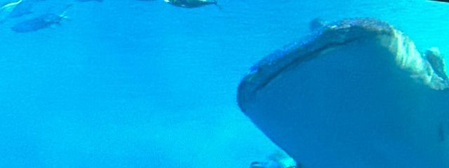 うっへへーいさんの壁紙画像