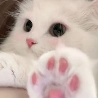 　も っ ち ゅ り ん  。　さんのアイコン画像