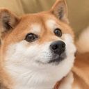 構ってワンワン！