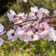 魁星(# 🎧‎🤍️🫧 さんのアイコン画像