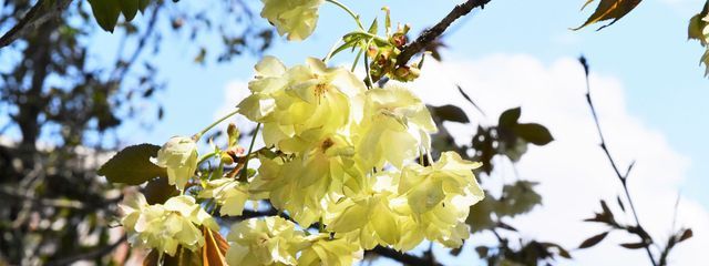 みずもちさんの壁紙画像