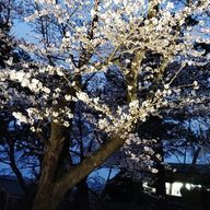 依存中さんのアイコン画像