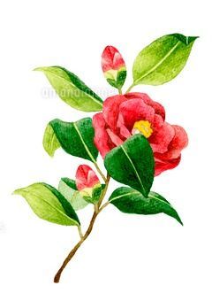 正義の『双黒』