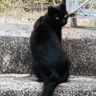  ≮狐珀≯さんのアイコン画像
