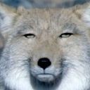 携帯が命@チベスナ