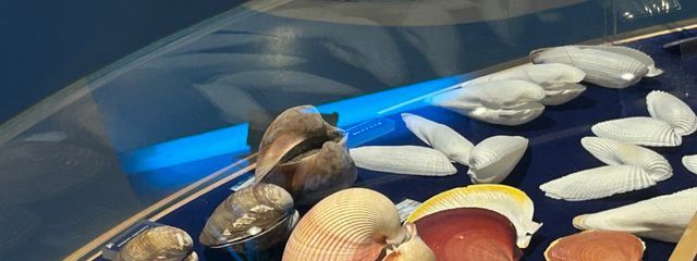 海月さんの壁紙画像