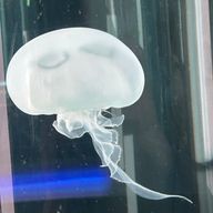 海月さんのアイコン画像