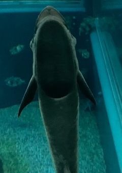 雑談と愚痴のお部屋(活動休止中でも更新するかも)