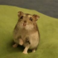 神埼春のサブ垢3号@全フォロ垢はブロックするさんのアイコン画像