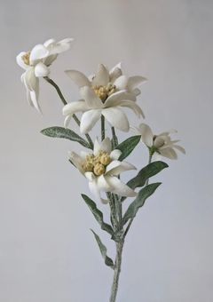 枯れたエーデルワイス