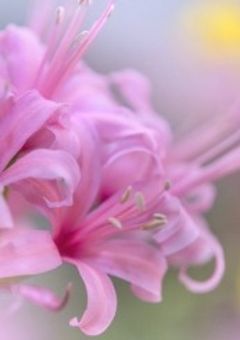 𓊆 ＃cxxv,  𓊇  約 束 を 破 っ た 彼 と 再 会 し ま し た  。 